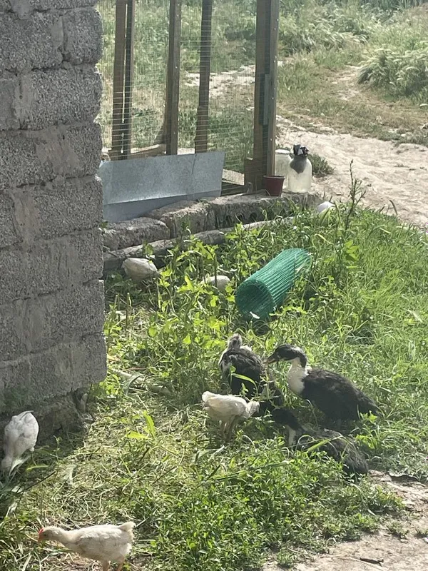 Ordak 6 ta 2 oyli pikin hammasi bir joyda sotiladi — фото 1