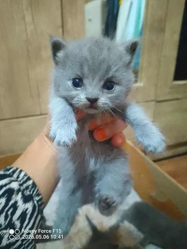Preiuim mushukchalar sotiladi Scottish Fold — oppoq yoqi