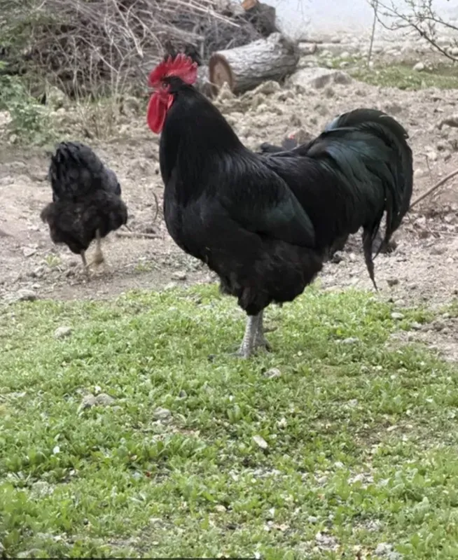 Gegant Jersi tuxumlari bor joʻja ham oʻchirib beramiza Gegant Jersi tuxumlari bor joʻja ham oʻchirib beramiza