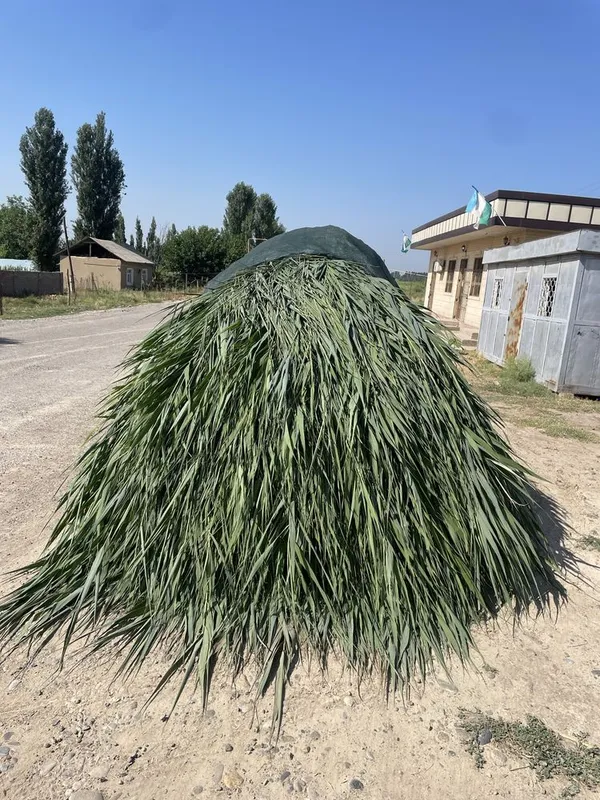 Lomboz ga qamich 3