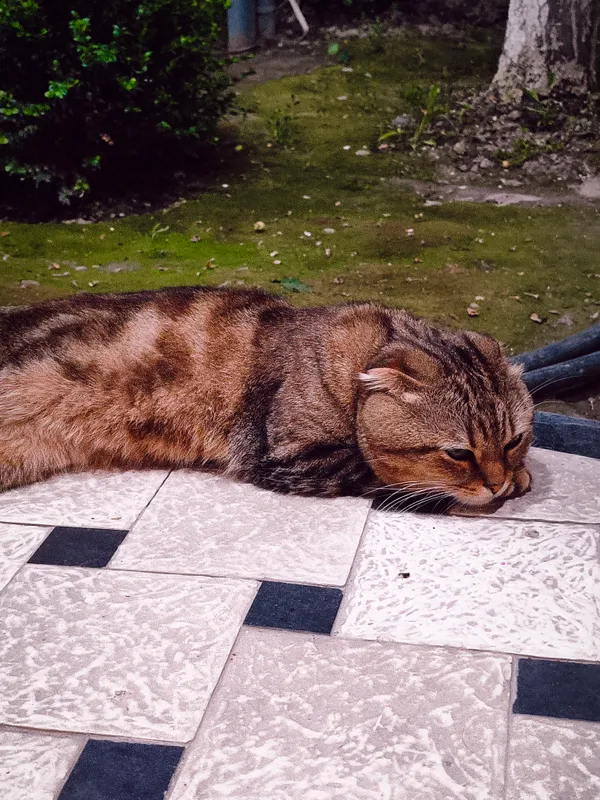 кот
