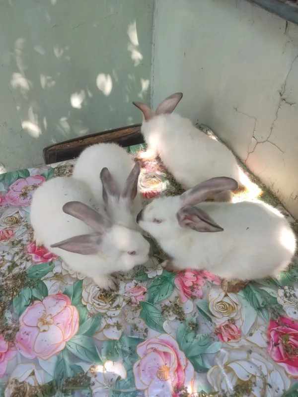 Продаются Кролики Красавчики 4 Продаются Кролики Красавчики 4