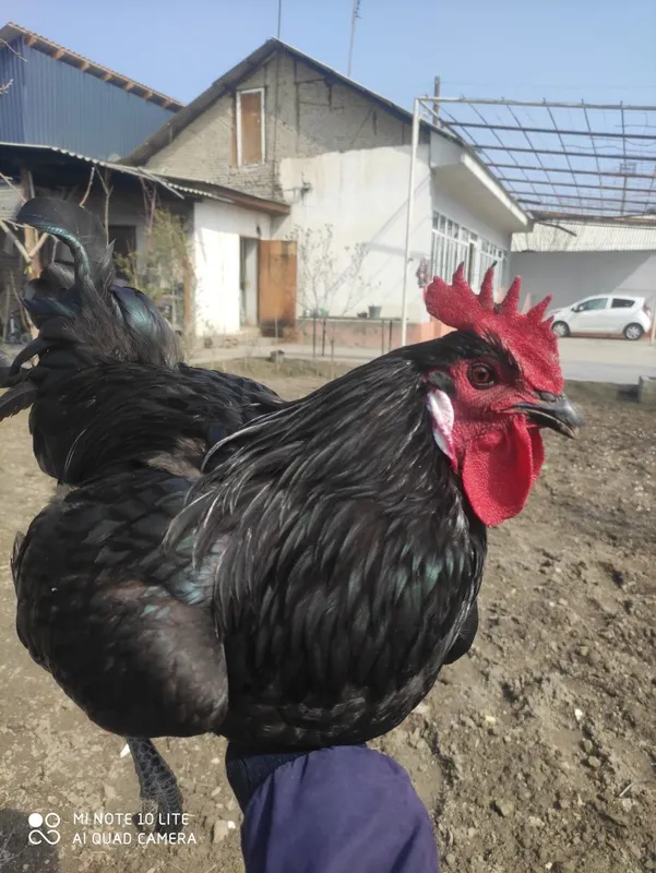 Qora shaxzoda sotiladi