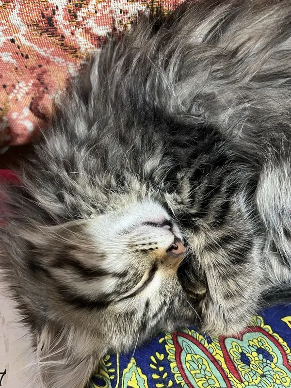 Mushukdagi chiroyli tatuirovka Kayden Kross erotik barcha galereyalar