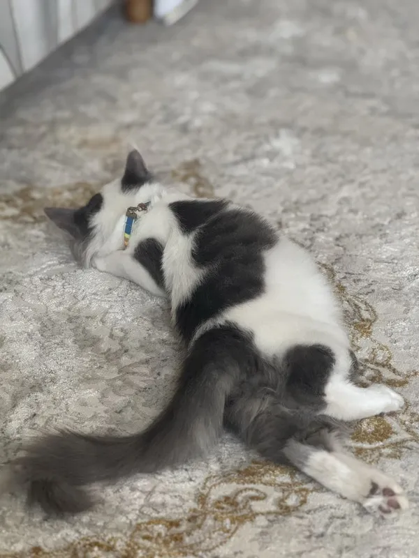 Котята 1 месячный домашние отдам даром изза переезжа