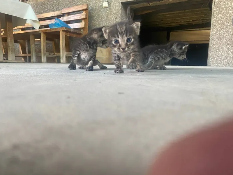 котята (породистые).. 3 котята (породистые).. 3