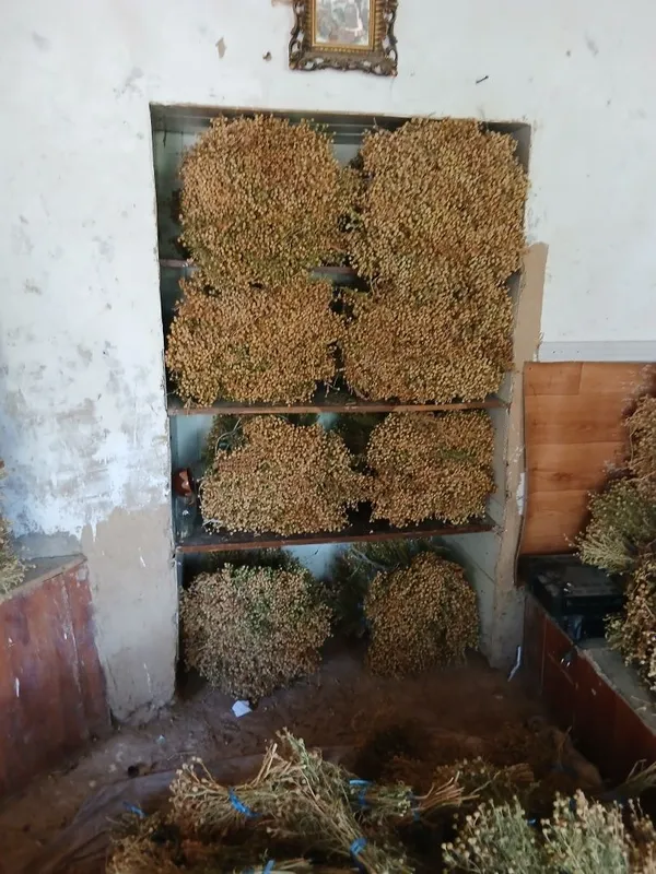 Продаётся гармала — фото 1
