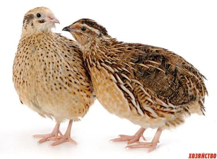 Bedana va bedana joʻjalari. optom narxlada — фото 3