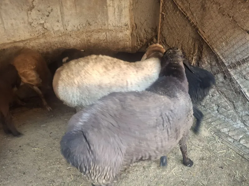 Zotdor Arashan va Hisori qochqorlar sotiladi 2dona yirik quchqorlar 1