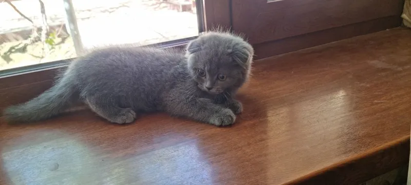 Котёнок продаётся — фото 2