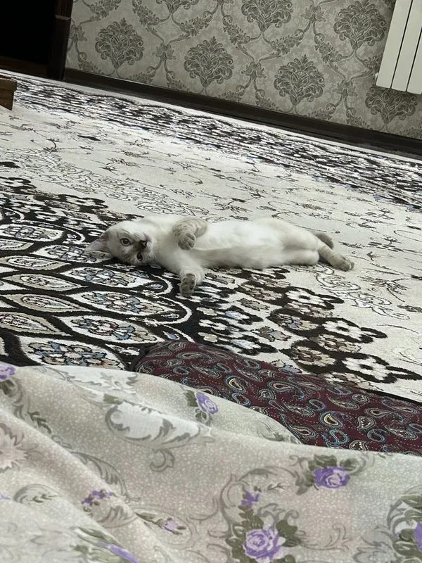 Бенгальская кошка — фото 4
