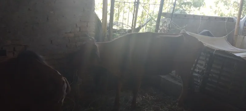Mollar sotiladi kafolati bilan 2 Mollar sotiladi kafolati bilan 2