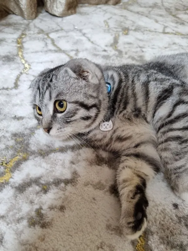 Mushuk (Scottish Fold) sotiladi — фото 2