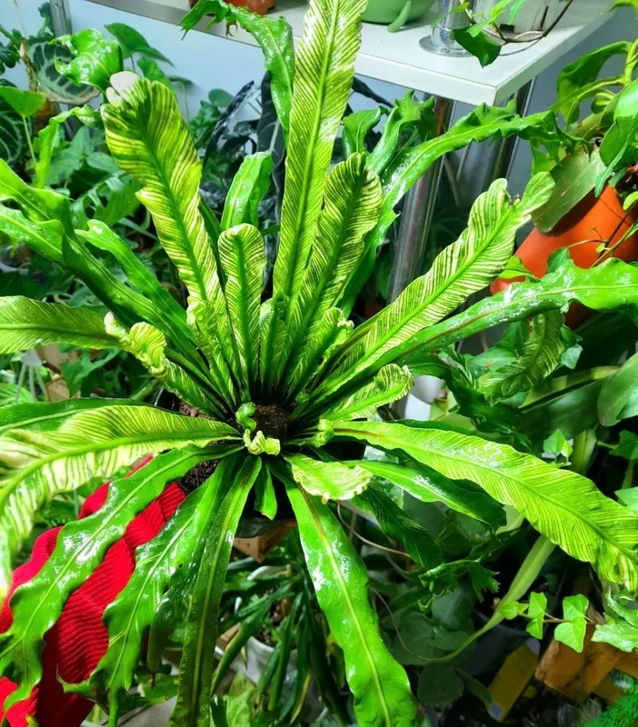Asplenium Nidus Var 2