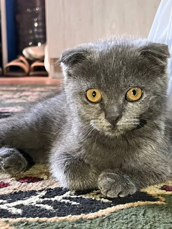 Mushuk scottish fold — фото 1