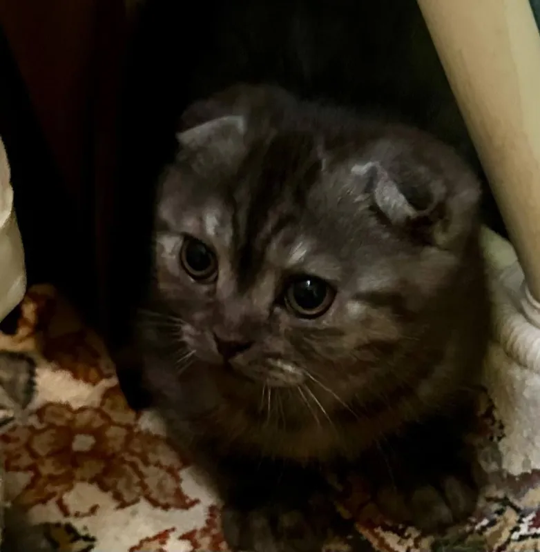 Mushukcha scottish fold shinshila — фото 3