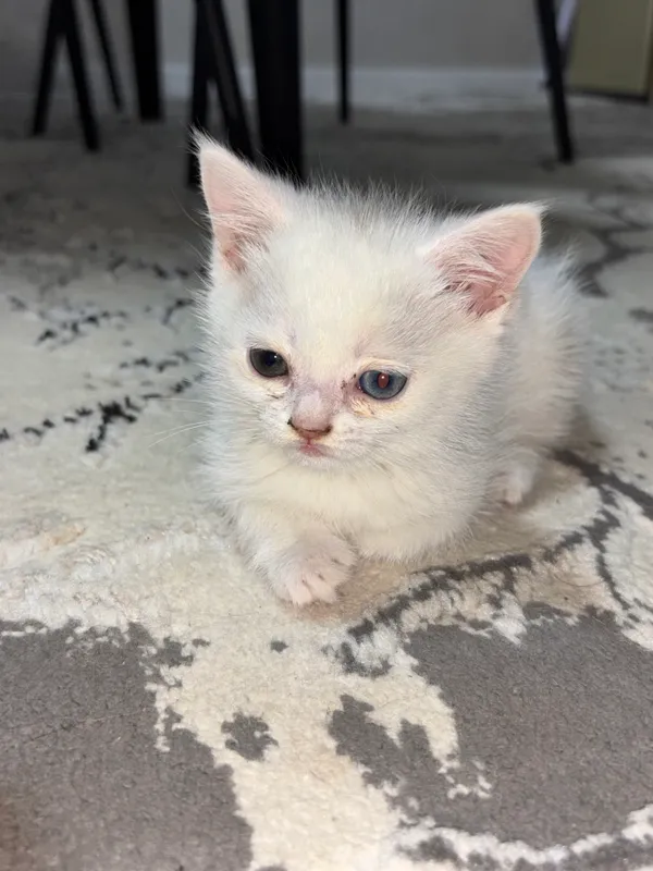 Продается котенок — фото 1