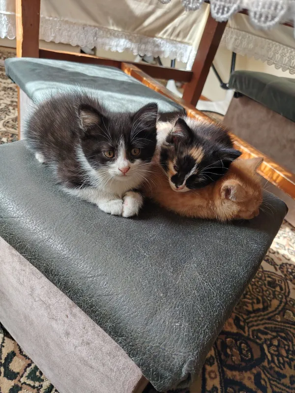 Отдам котят даром — фото 2