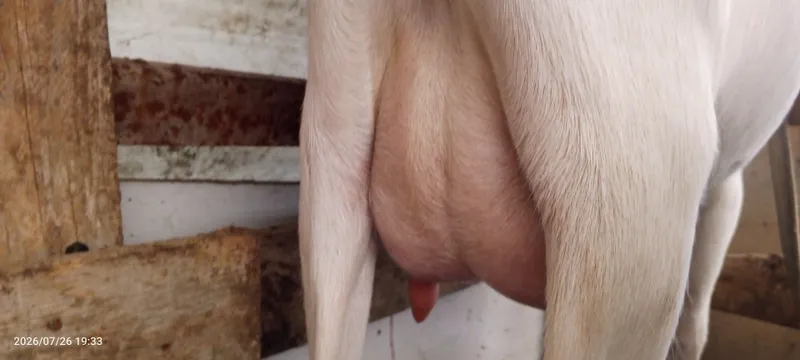 Ona echki sotiladi 2 Ona echki sotiladi 2