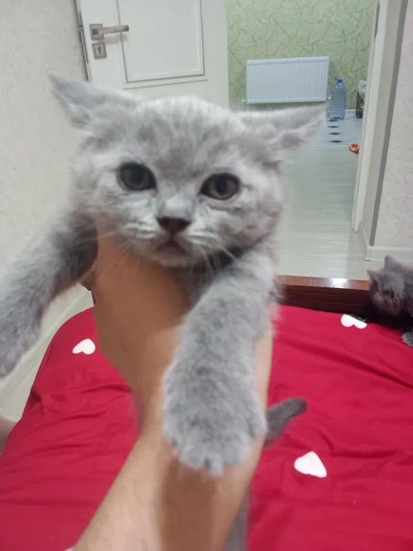 Котят страйд СОТИЛАДИ 6