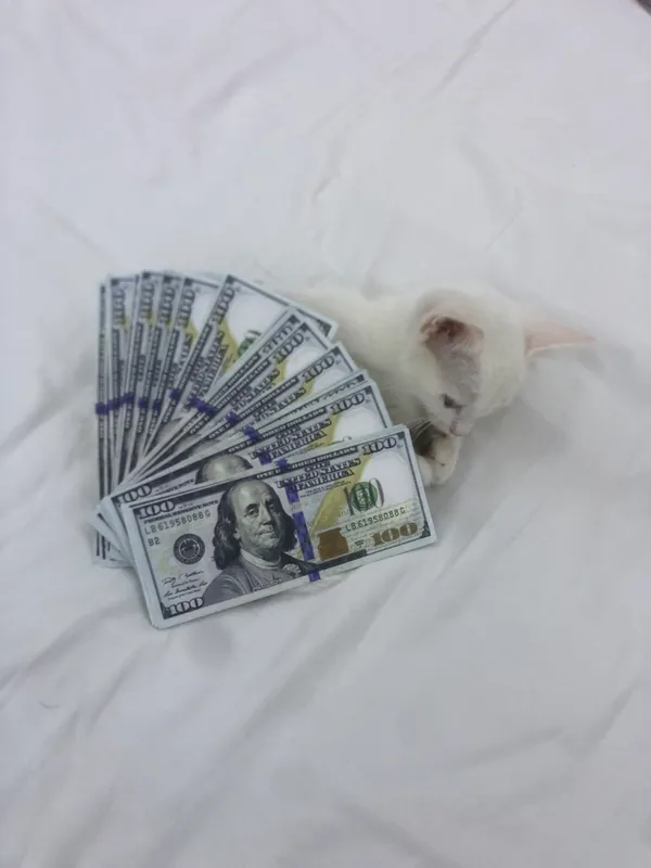 Кошка 2