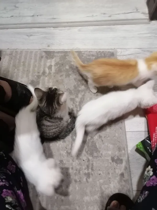 Котята 2 месяца домашние — фото 3