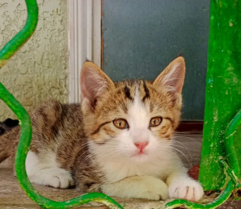 Котята,мальчики,девочки 1 Котята,мальчики,девочки 1