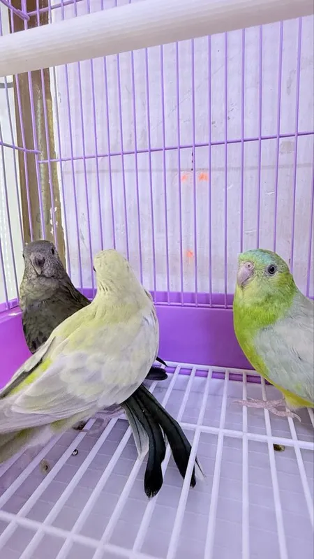 Pevchi певчи qush 3 Pevchi певчи qush 3