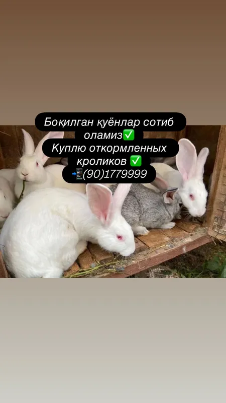 Quyonlar olamiz 1 Quyonlar olamiz 1