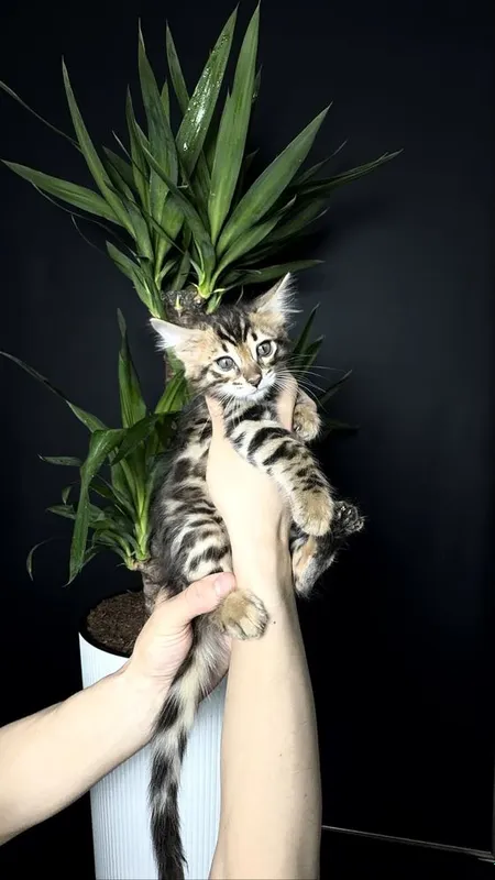 Клубные бенгальские котята 6 Клубные бенгальские котята 6