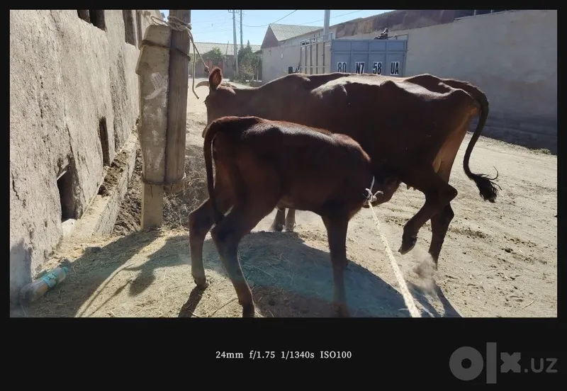 Ona bola sigirlar 5 Ona bola sigirlar 5