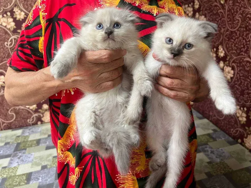 Продам котят породистых — фото 3
