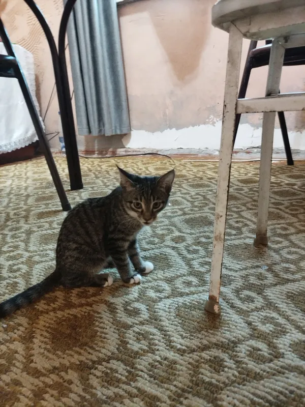 Отдадим котят в хорошие руки 2 Отдадим котят в хорошие руки 2