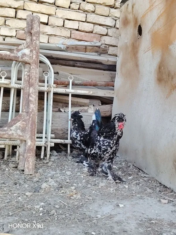 Карески японка сотилади — фото 2