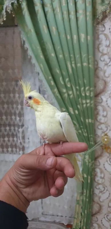 Karello ruchnoy 1 oylik 4 Karello ruchnoy 1 oylik 4