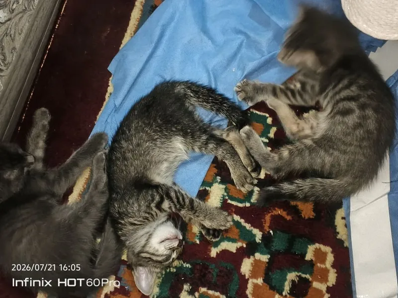 Mushuklar sovgʻaga beramiz 3