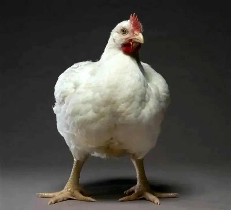 broiler tovuqlari