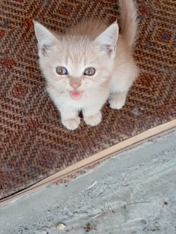 Котята британской породы — фото 1