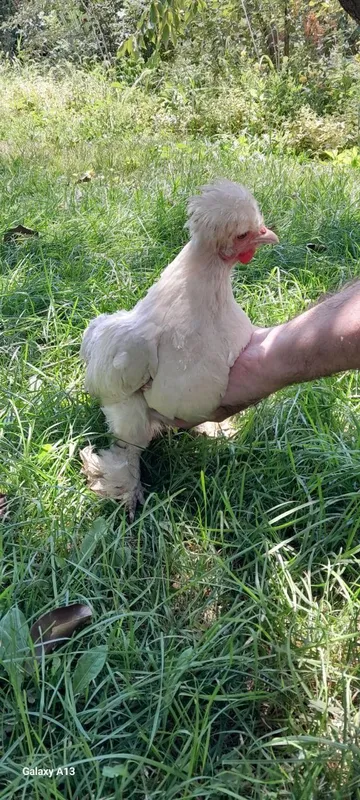 Zoti kars yapon tovuĝi 1