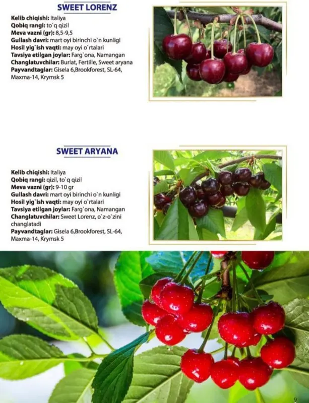 Гилос кучатлар сотувда — фото 5