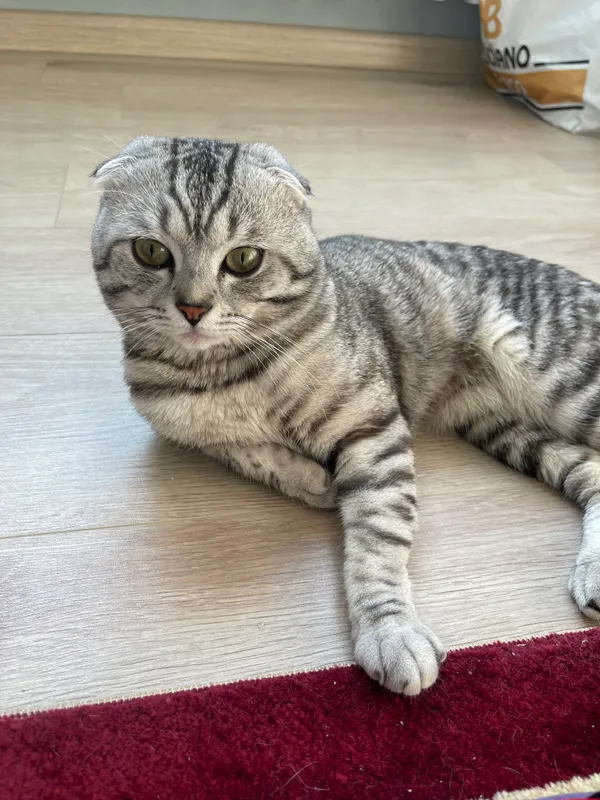 Шотландский вислоухий кот для вязки Шотландский вислоухий кот для вязки