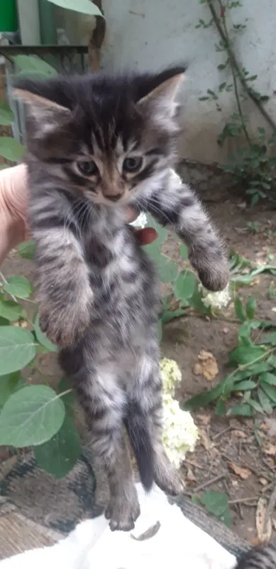 Милые котята в заботливые руки — фото 1
