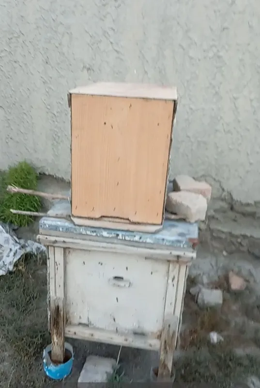 Asalarilar sotiladi, 6 quti asal arilar 2