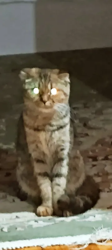 Shotlandiya osma quloqli mushuk (Scottish Fold)