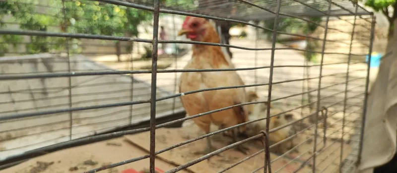 Shabo sotiladi joʻjalari bor 4 ta 4