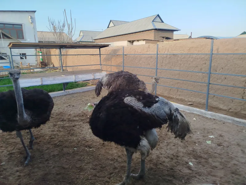 Tuyaqush tuxumlari