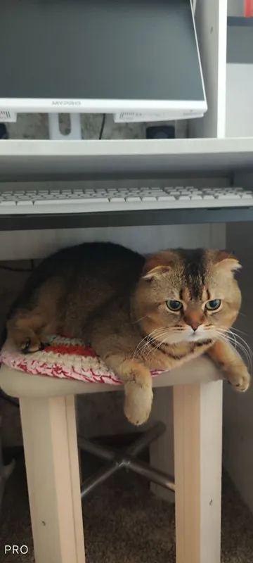 Вязка .Кот породы Скотиш фолд