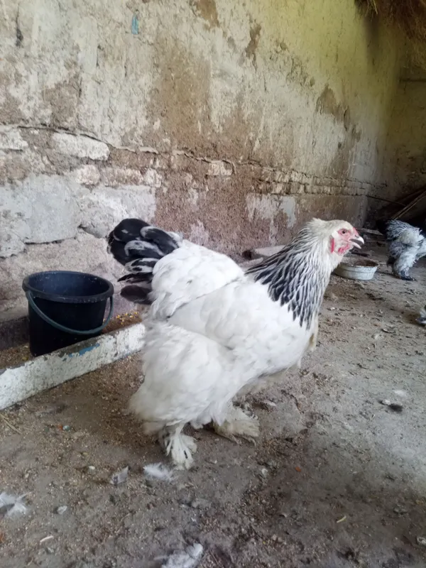 Brama tuxumlari 1 Brama tuxumlari 1