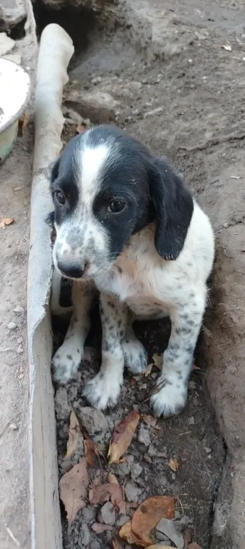 Spaniel kuchukchasi sotiladi, urg‘ochi 2