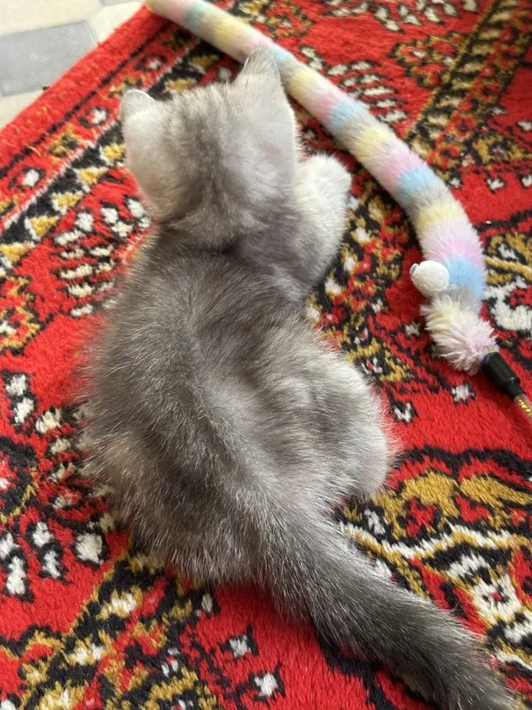Очаровательный котонек британской шиншиллы, brintanskiy shinshilla 2 Очаровательный котонек британской шиншиллы, brintanskiy shinshilla 2